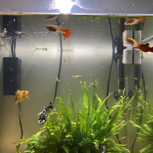 Donne guppy