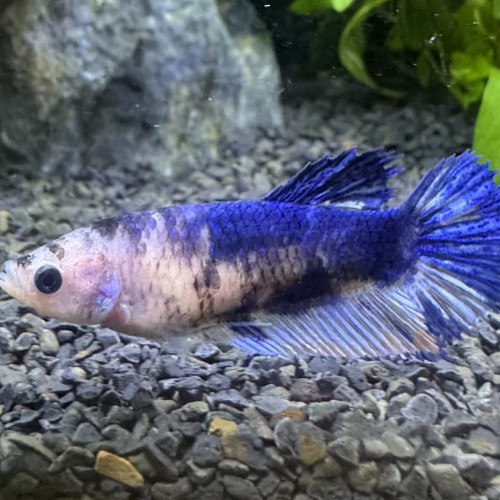 Femelle Betta Plakat Koi – Élevage maison
