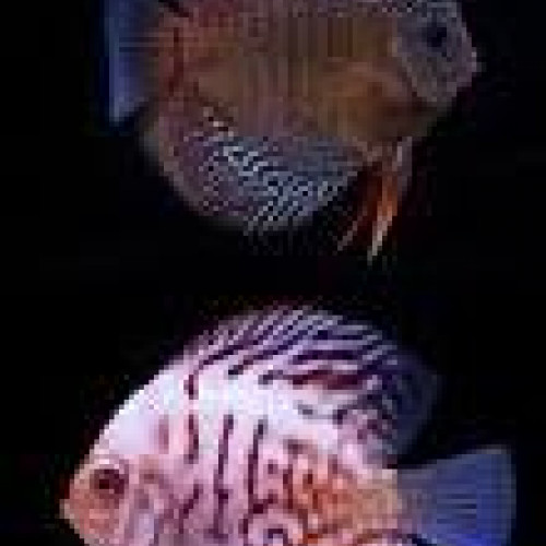 recherche discus