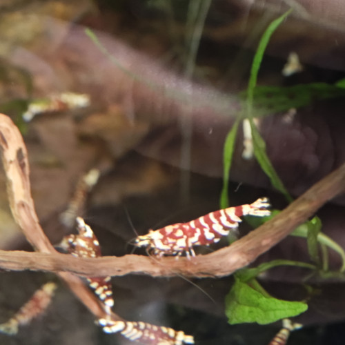 Crevette Fancy tiger red
