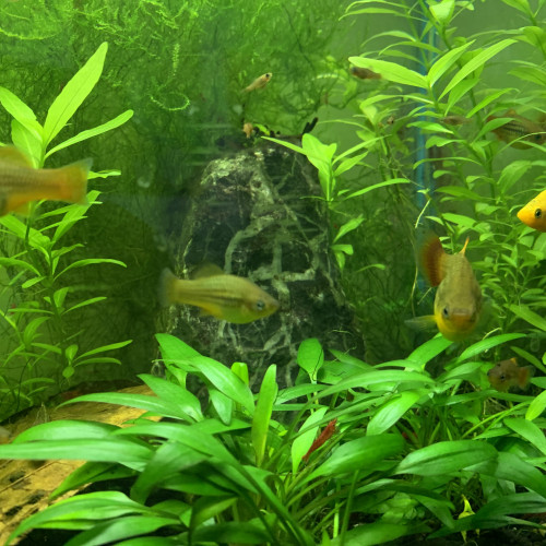 DONNE golden PLATYS