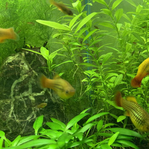DONNE golden PLATYS