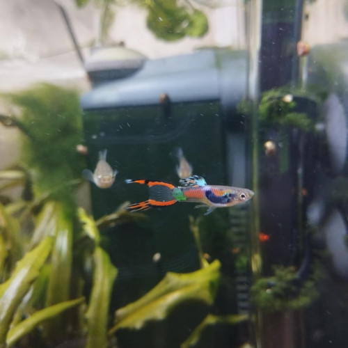 Guppys endlers
