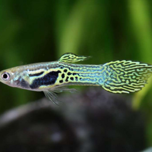 Demandes d'échanges en tout genre