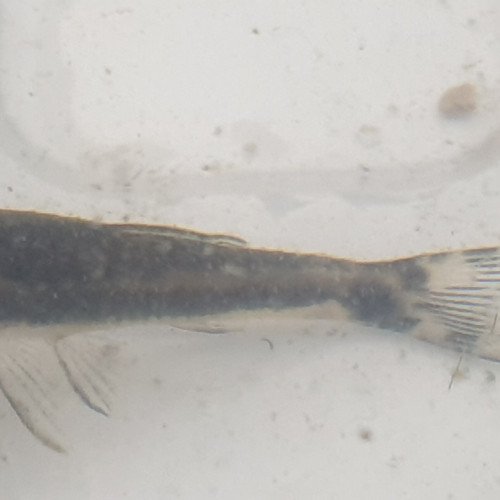 Donne 1 otocinclus affinis