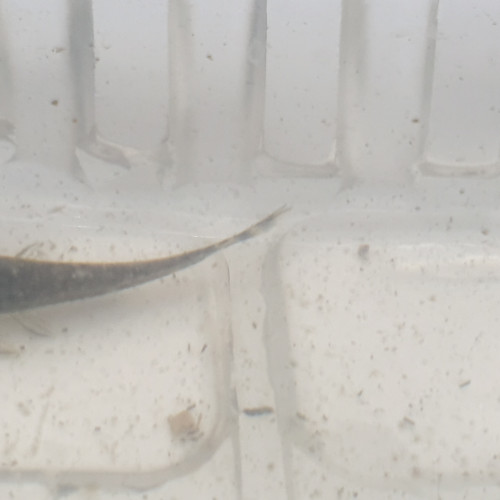 Donne 1 otocinclus affinis