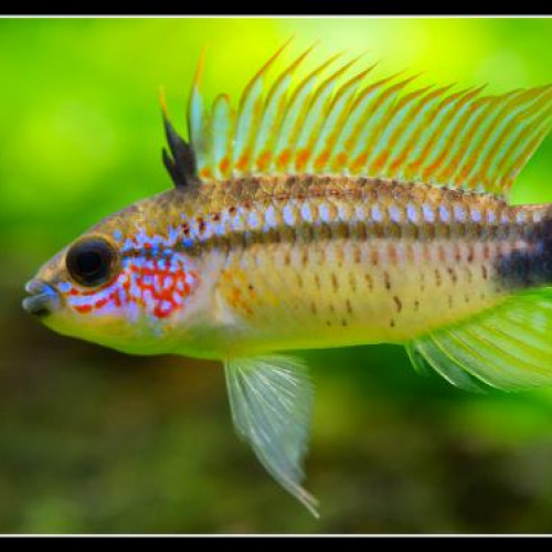 Apistogramma eremnopyge reproducteurs