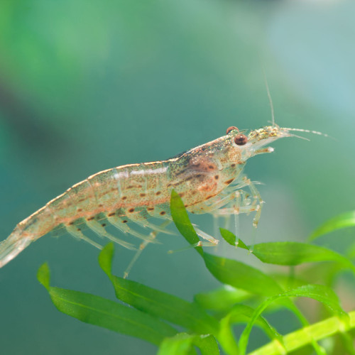 Crevettes amano transparentes à donner