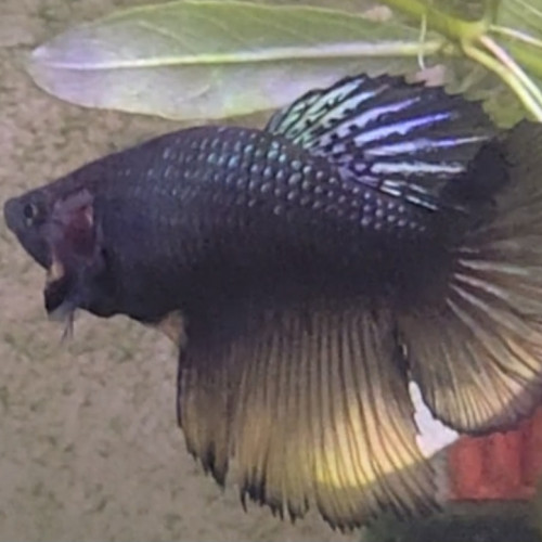 Betta femelle