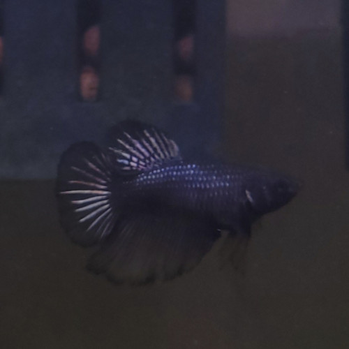 Betta femelle