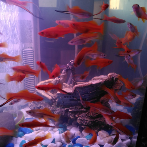 Vend platy mâle, femelle