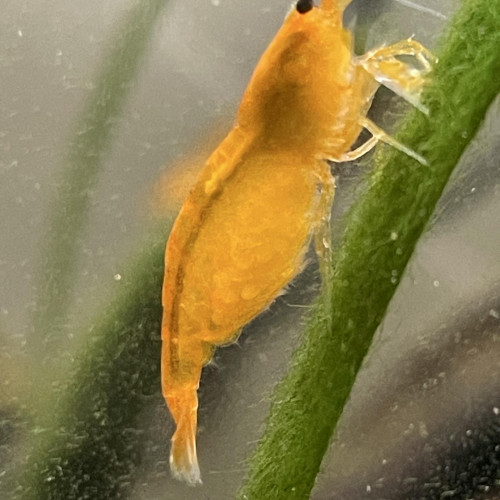 neocaridina orange mandarine