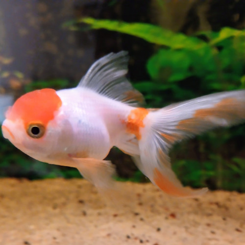 À donner - 2 Voiles de Chine