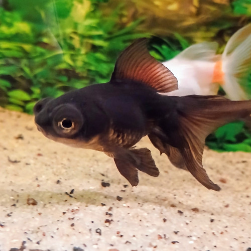 À donner - 2 Voiles de Chine