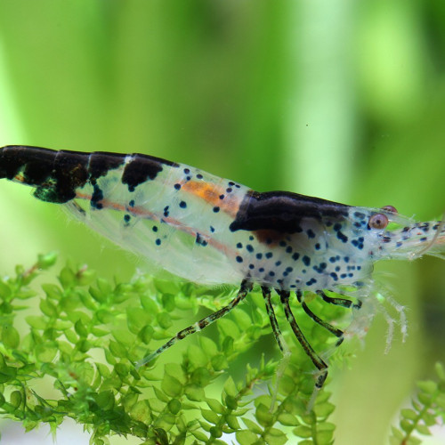 Rili carbon