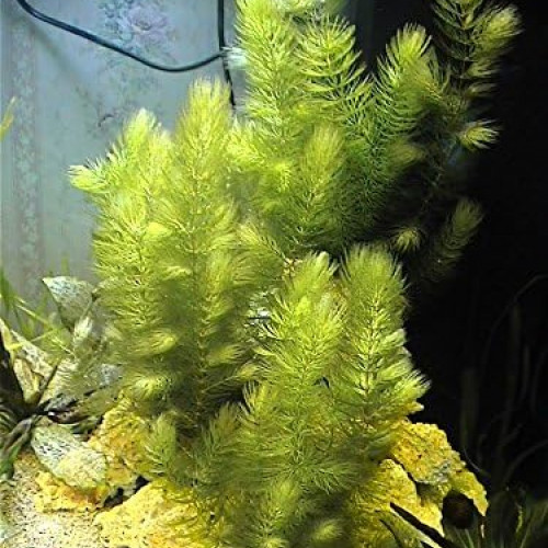 Ceratophyllum Demersum