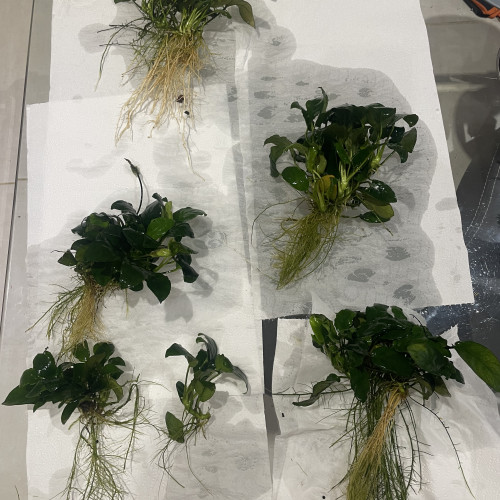 Anubias barterie