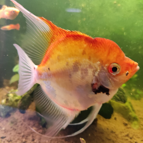 Scalaire mal rayé noir/blanc 25 cm et Scalaire mal orange 20 cm  .50 euro les 2
