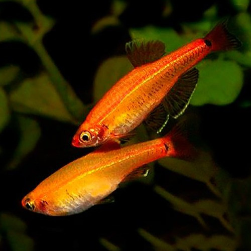 Tanichthys albonubes GOLD - Vairon de Chine doré