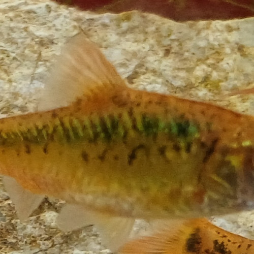 Barbus dorés