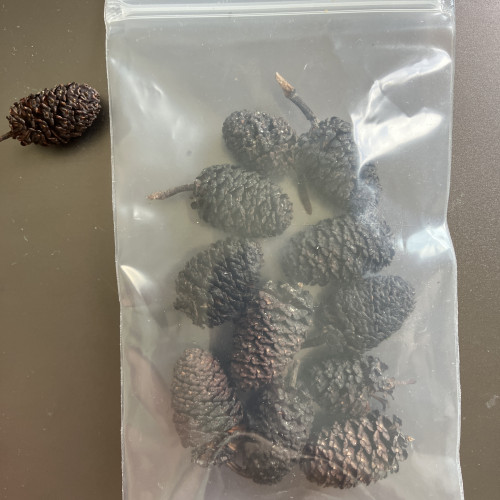 1 sachet hermétique de 11 fruits d’aulnes