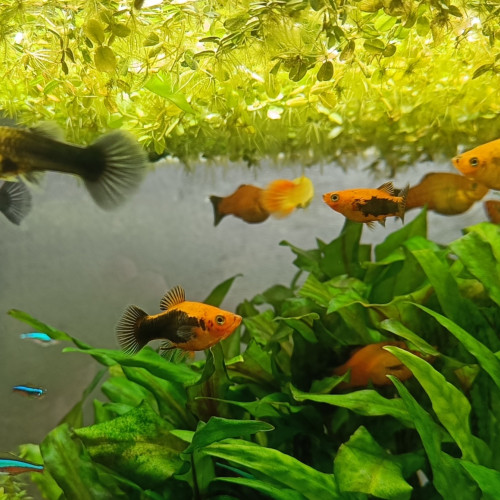 Platy & Guppy