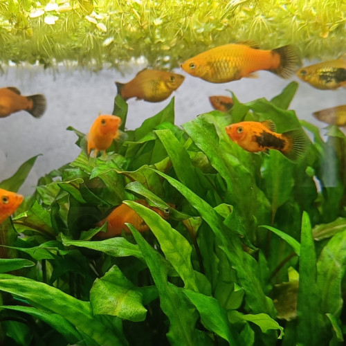 Platy & Guppy