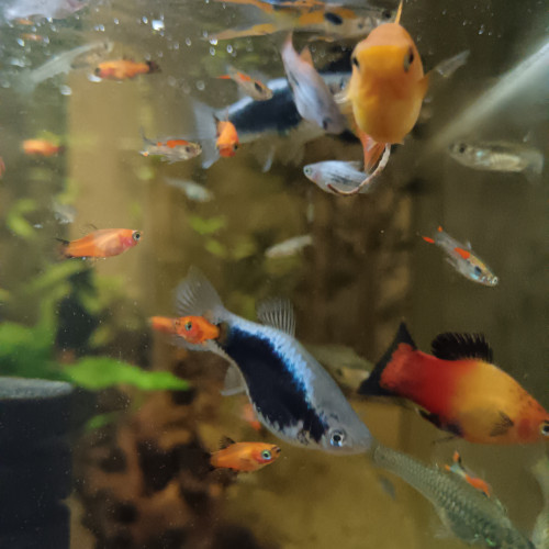 Guppy endler et Platy