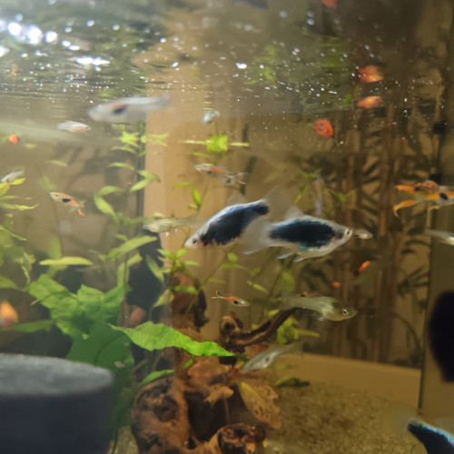 Guppy endler et Platy