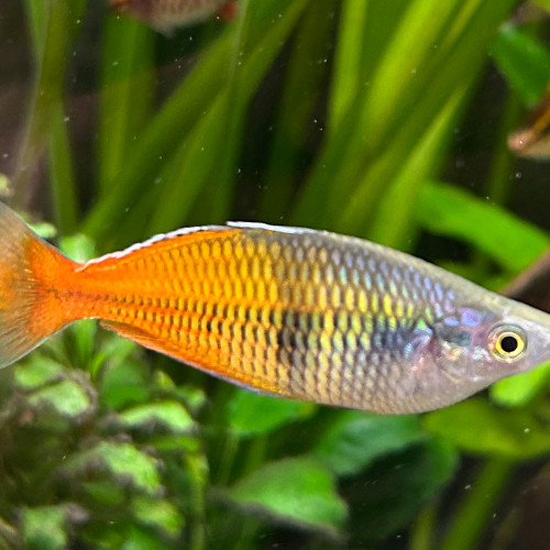 Magnifiques poissons Arc-en-Ciel