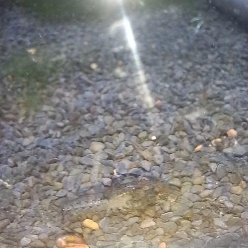 Cambarellus diminutus