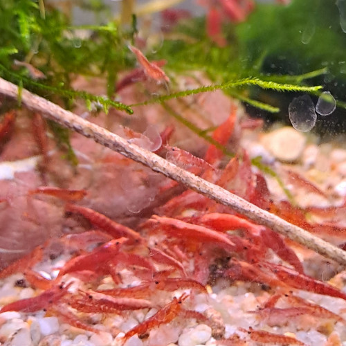 Crevette neocaridina red cherry