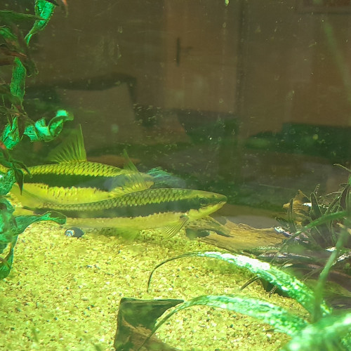 don poissons barbeaux (mangeurs d'algues)