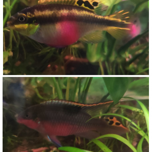 Pelmatos
