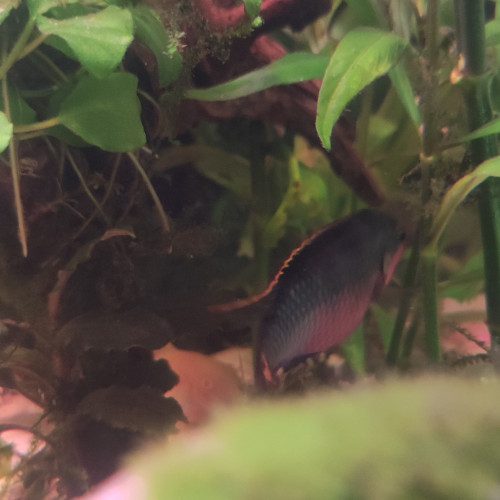 Pelmatos