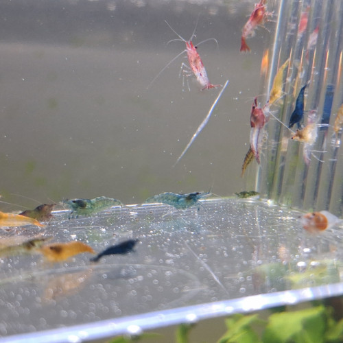 Crevette neocaridina déclassé tout venant et couleur melange