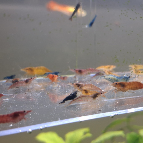 Crevette neocaridina déclassé tout venant et couleur melange