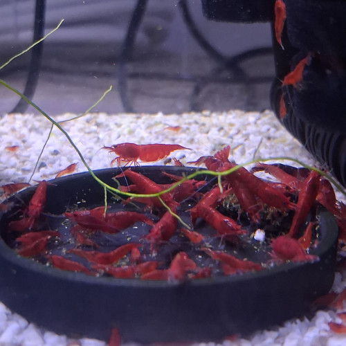 Crevettes bloody mary