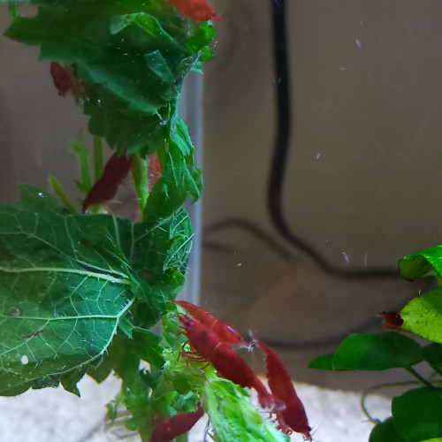 Crevettes bloody mary