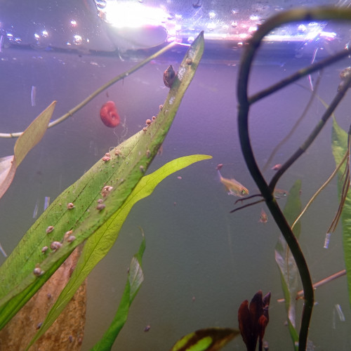 5 Rasboras émeraudes / Microdevario kubotai
