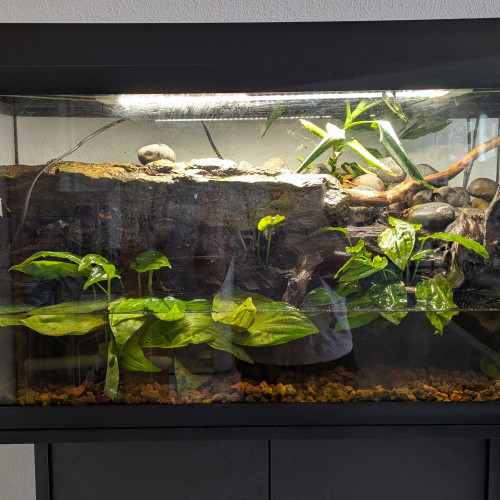 Vend Aquarium + Crabe vampire Geosesarma sp