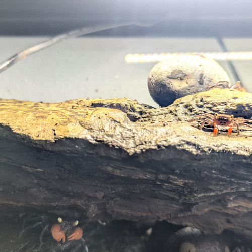 Vend Aquarium + Crabe vampire Geosesarma sp