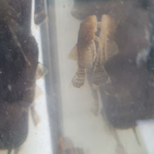 Ancistrus