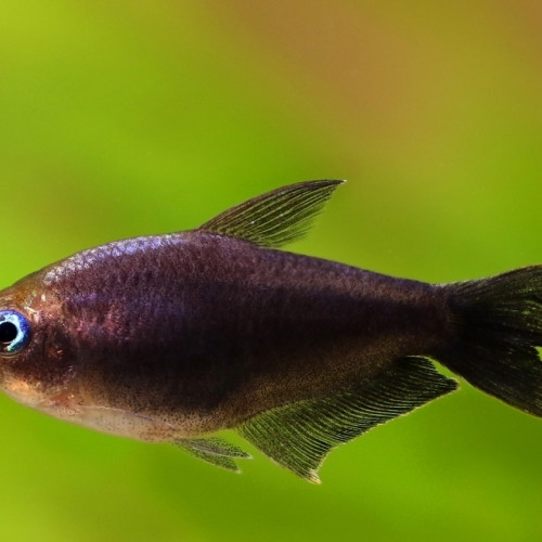 Tetra empereur
