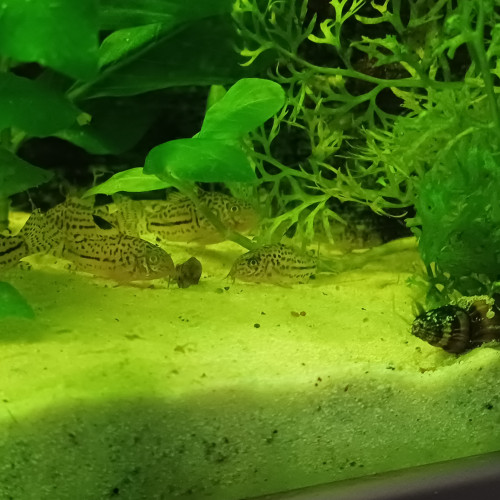 Corydoras sterbai