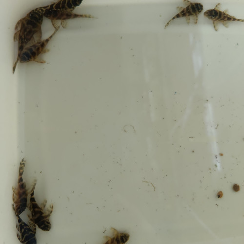Hypancistrus L340