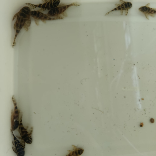 Hypancistrus L340