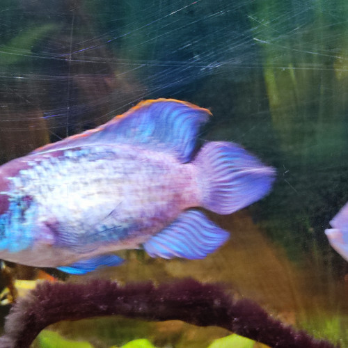 Couple Acara bleu electrique