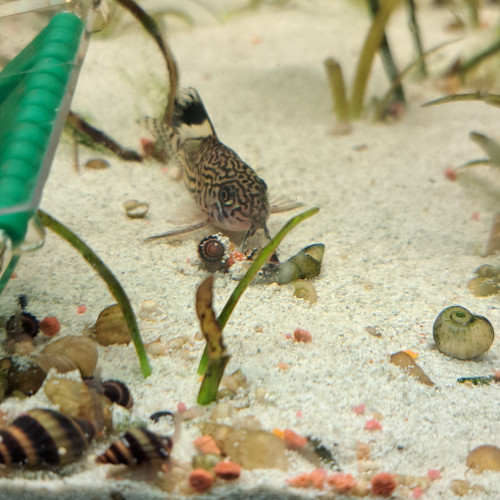 Corydoras julii trilineatus