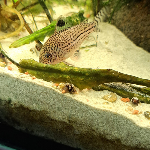 Corydoras julii trilineatus
